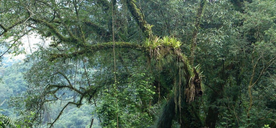 Forêt tropicale et désert