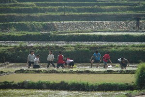 Enfants dans une rizière en Chine